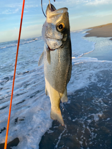 セイゴ（マルスズキ）の釣果