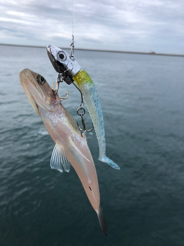 エソの釣果