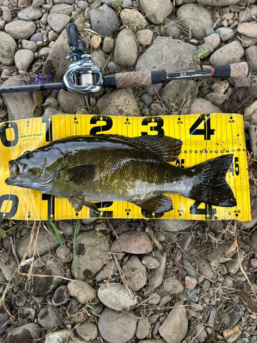 スモールマウスバスの釣果