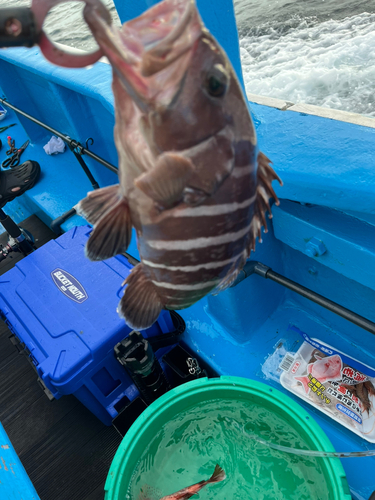 マハタの釣果