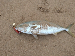 ヤズの釣果