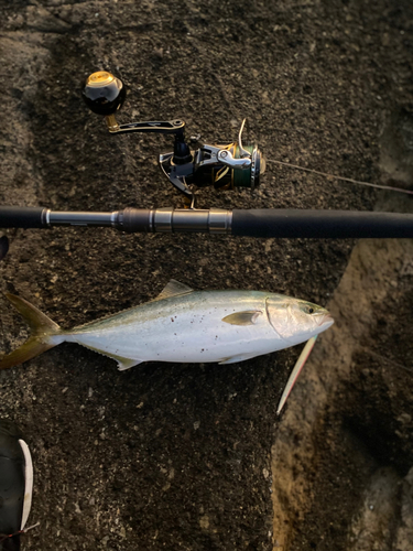 イナダの釣果