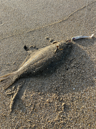 ヒラメの釣果