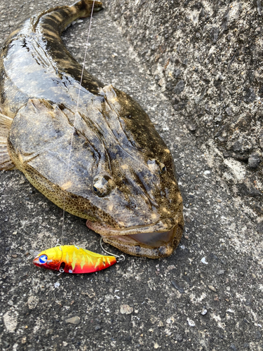 マゴチの釣果