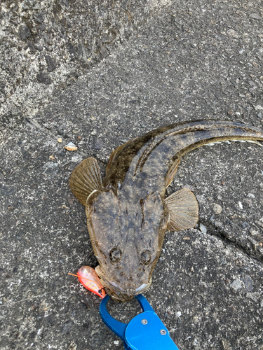 マゴチの釣果