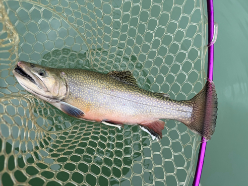 ニジマスの釣果