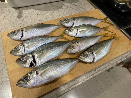 アジの釣果