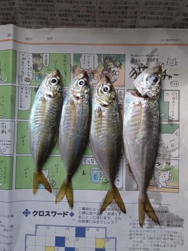 アジの釣果