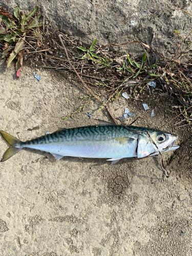 サバの釣果