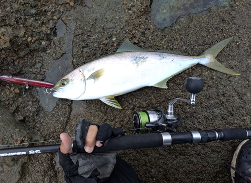 ヒラマサの釣果