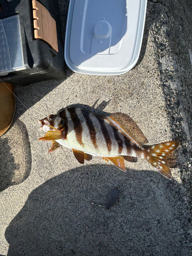 タカノハダイの釣果