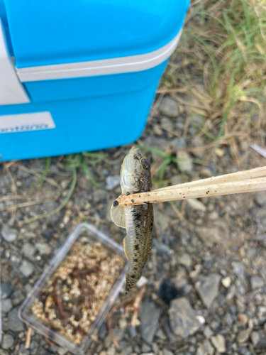 マハゼの釣果