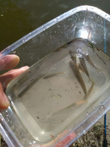 クチボソの釣果