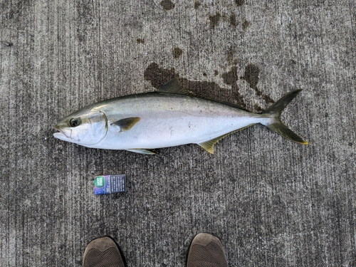 ワラサの釣果