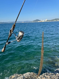 アオヤガラの釣果