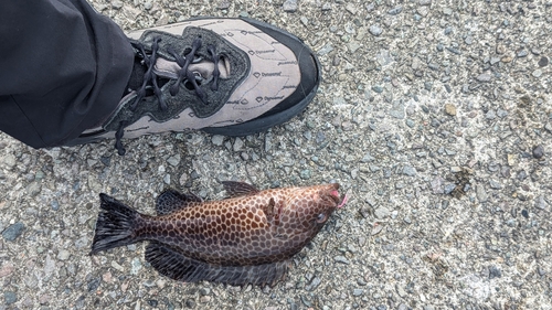 オオモンハタの釣果