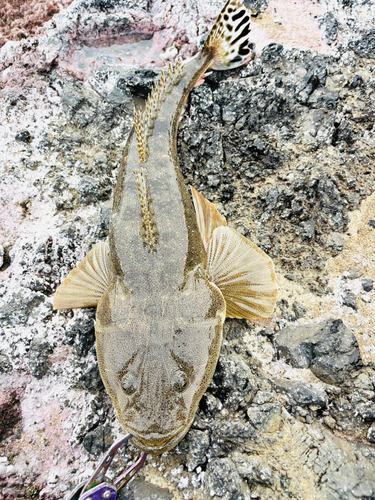 マゴチの釣果