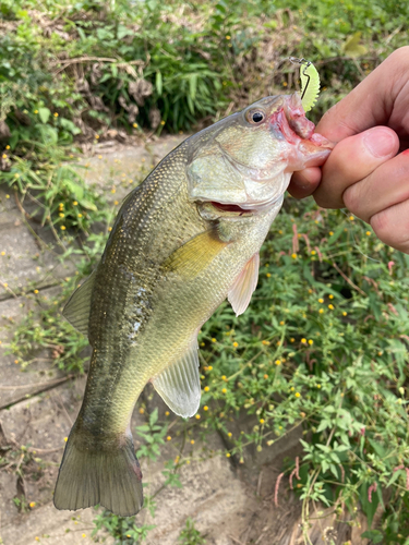 ラージマウスバスの釣果