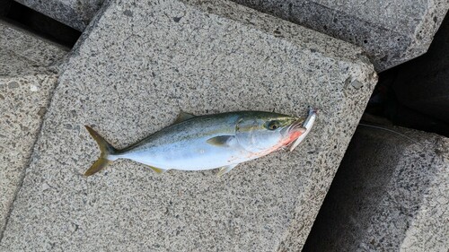 ハマチの釣果