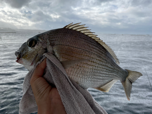 ヘダイの釣果