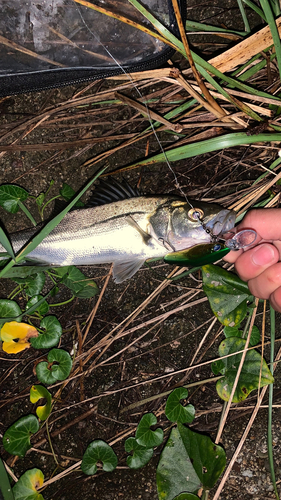 セイゴ（マルスズキ）の釣果