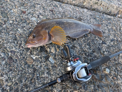 アイナメの釣果