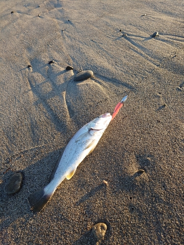 ニベの釣果