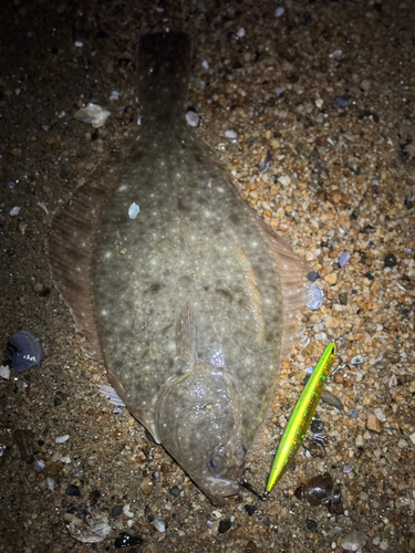 カレイの釣果