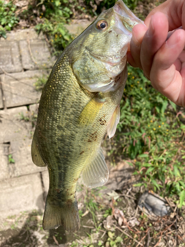 ラージマウスバスの釣果