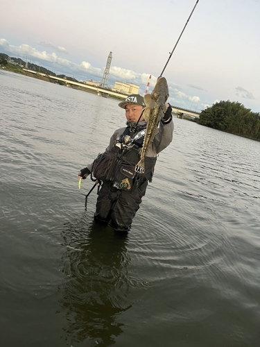 コチの釣果