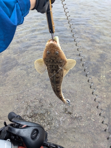 マゴチの釣果