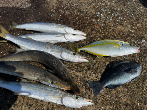 カマスの釣果