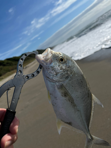 メッキの釣果