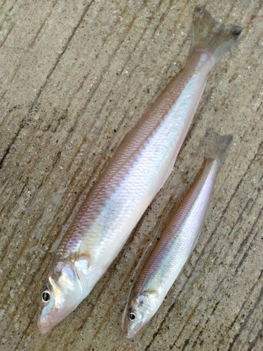 キスの釣果