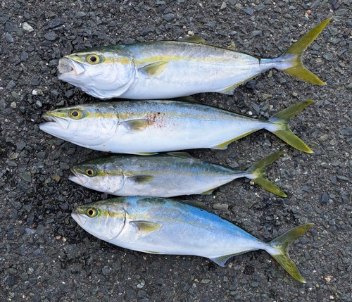 ツバスの釣果