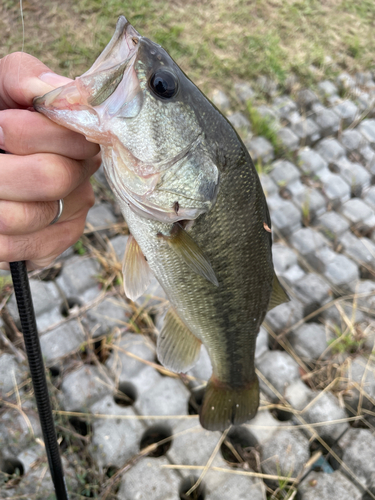 ブラックバスの釣果