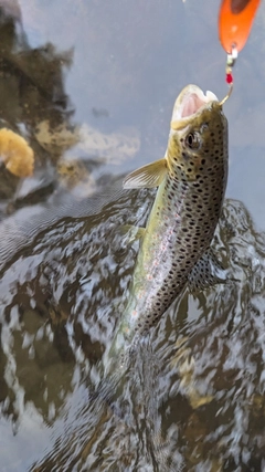 ブラウントラウトの釣果