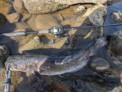 ビワコオオナマズの釣果