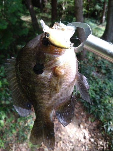 ブルーギルの釣果