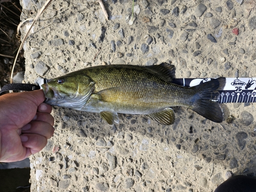 スモールマウスバスの釣果