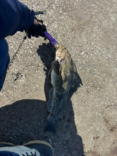 アイナメの釣果