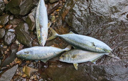 ヤズの釣果