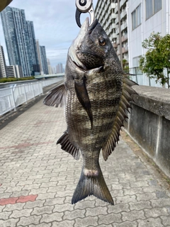 クロダイの釣果