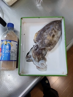 コウイカの釣果