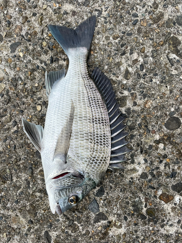 クロダイの釣果