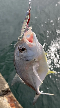 メッキの釣果