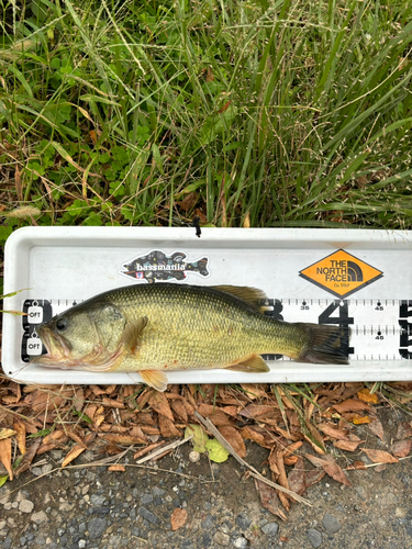 ラージマウスバスの釣果