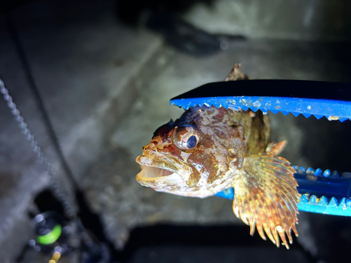 ヨロイメバルの釣果