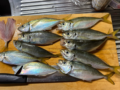 アジの釣果