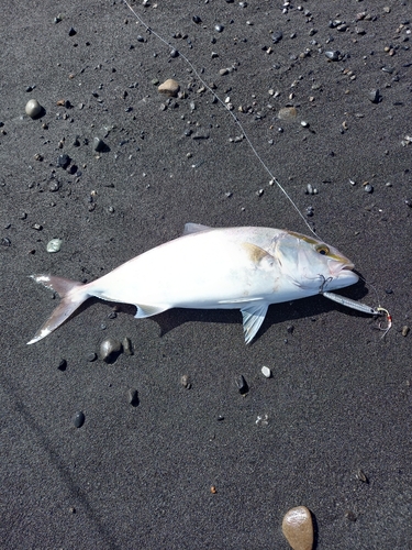 カンパチの釣果